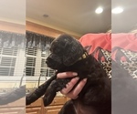 Small Photo #8 Boykin Spaniel Puppy For Sale in BAMBERG, SC, USA