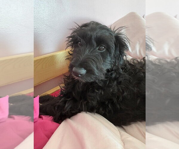 Medium Photo #1 Labrador Retriever-Unknown Mix Puppy For Sale in Aurora, IN, USA