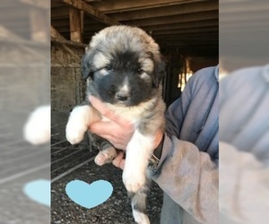 Akbash Dog-Anatolian Shepherd Mix Puppy for sale in MUENSTER, TX, USA