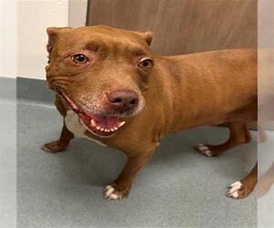 American Pit Bull Terrier Dogs for adoption in Baytown, TX, USA