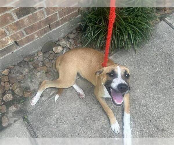 Medium Photo #1 American Pit Bull Terrier Puppy For Sale in Houston, TX, USA