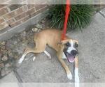 Small American Pit Bull Terrier