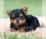 Small Photo #33 Yorkshire Terrier Puppy For Sale in WARSAW, IN, USA