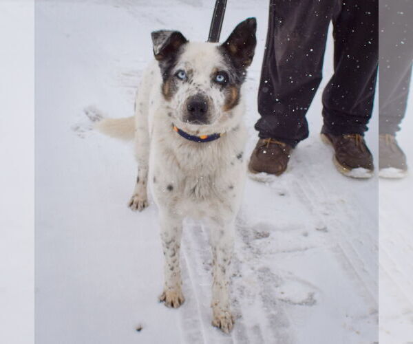 Medium Photo #3 Australian Shepherd-Unknown Mix Puppy For Sale in Huntley, IL, USA
