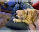 Small #16 Golden Retriever Mix