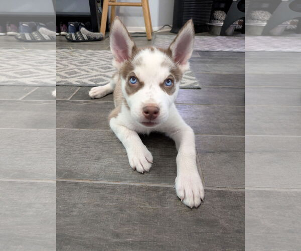 Medium Photo #3 Siberian Husky Puppy For Sale in PIPE CREEK, TX, USA