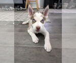 Small #2 Siberian Husky
