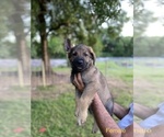 Small Photo #8 German Shepherd Dog Puppy For Sale in PLANT CITY, FL, USA