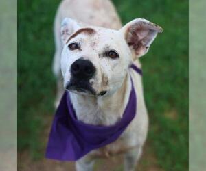 Labrador Retriever-Unknown Mix Dogs for adoption in San Antonio, TX, USA
