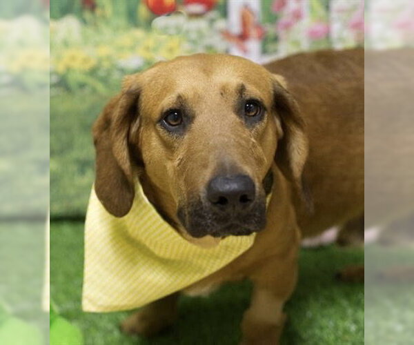 Medium Photo #5 Bassetdor Puppy For Sale in Petaluma, CA, USA