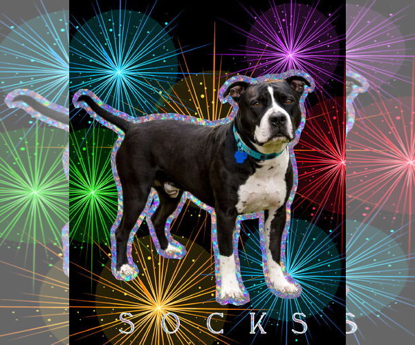 Medium Photo #9 Mutt Puppy For Sale in Spotsylvania, VA, USA