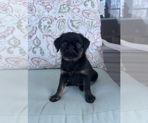 Medium Brussels Griffon