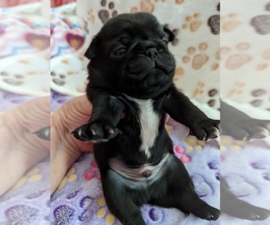 Pug Puppy for Sale in GATESVILLE, Texas USA