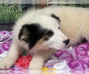 Australian Shepherd Dogs for adoption in Globe, AZ, USA