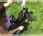 Small Photo #34 Rottweiler Puppy For Sale in OAK GLEN, CA, USA