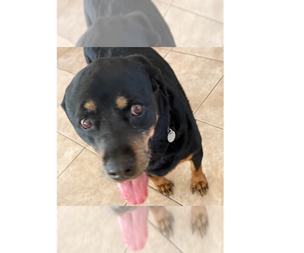 Medium Photo #1 Rottweiler Puppy For Sale in Gilbert, AZ, USA