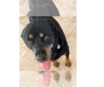 Small Rottweiler