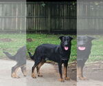 Small #4 German Shepherd Dog