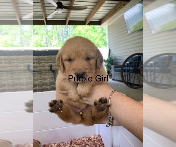 Medium Photo #5 Golden Retriever Puppy For Sale in THOMSON, GA, USA
