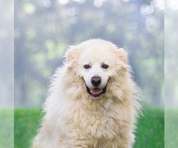 Medium Photo #5 Great Pyrenees Puppy For Sale in Unionville, PA, USA