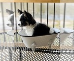 Small Photo #14 Chihuahua Puppy For Sale in AIKEN, SC, USA