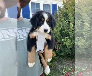Bernese Mountain Dog Puppy for sale in SPENCER, IN, USA