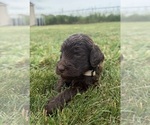 Small Photo #60 Goldendoodle Puppy For Sale in HOWARD CITY, MI, USA
