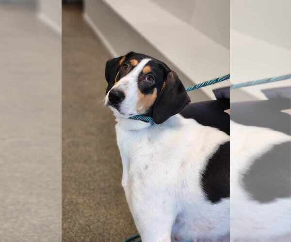 Medium Photo #6 Collie-Coonhound Mix Puppy For Sale in Osgood, IN, USA