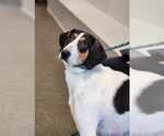 Small #5 Collie-Coonhound Mix
