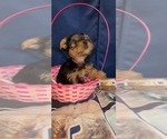 Small #2 Yorkshire Terrier