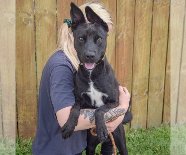Medium Photo #4 German Pinscher-Unknown Mix Puppy For Sale in Huntley, IL, USA