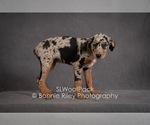 Small Photo #16 Australian Shepherd Puppy For Sale in PLEASANTON, KS, USA