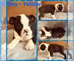 Puppy Boy Yellow Boston Terrier