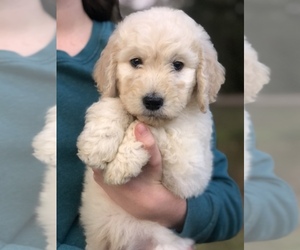 Goldendoodle Puppy for sale in CROCKETT, TX, USA