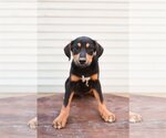 Small Photo #3 Airedale Terrier-Bluetick Coonhound Mix Puppy For Sale in Columbus, IN, USA