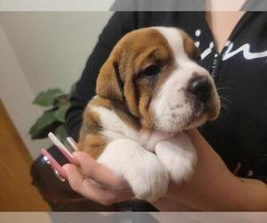 Chinese Shar-Pei-Miniature Australian Shepherd Mix Puppy for sale in PLAINFIELD, IL, USA
