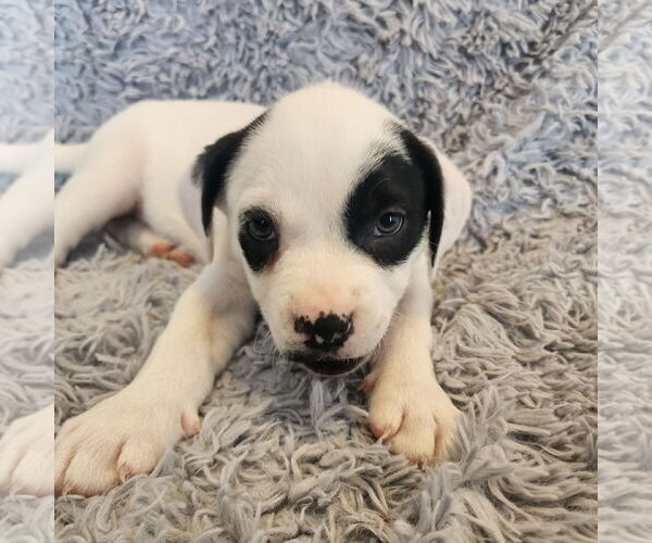 Medium Photo #1 Mutt Puppy For Sale in Fargo, ND, USA