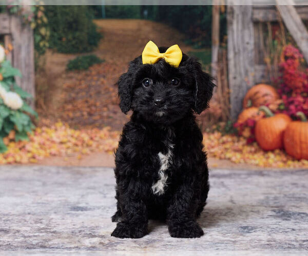 Medium Photo #1 Cavapoo (Miniature) Puppy For Sale in DUNDEE, OH, USA
