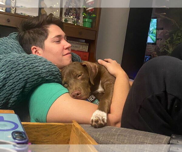 Medium Photo #8 Labrador Retriever-Unknown Mix Puppy For Sale in Holly Springs, NC, USA