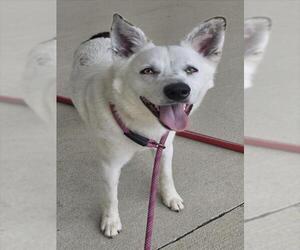 Mutt Dogs for adoption in Mobile, AL, USA