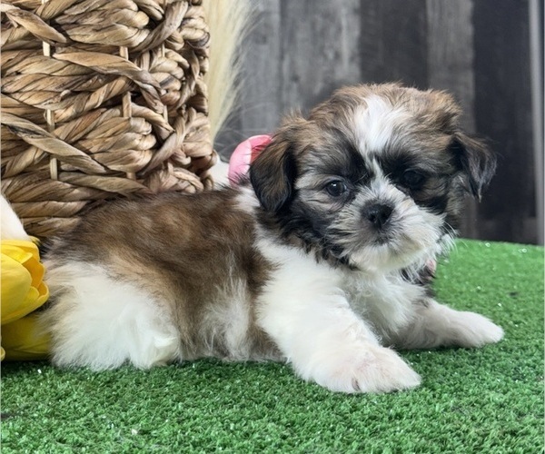 Medium Photo #5 Shih Tzu Puppy For Sale in CANOGA, NY, USA