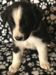 Small Photo #1 Australian Shepherd Puppy For Sale in VANCOUVER, WA, USA