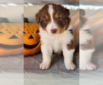 Puppy Goblin Australian Shepherd