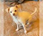 Small #1 Chihuahua Mix