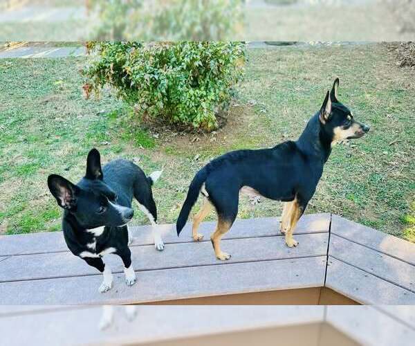 Medium Photo #2 Mutt Puppy For Sale in High Point, NC, USA