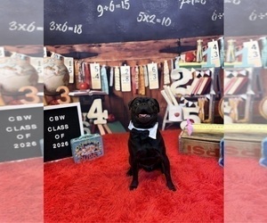 Father of the Pug puppies born on 09/30/2025