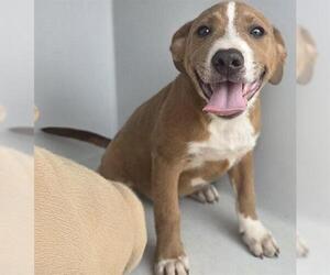American Pit Bull Terrier-Unknown Mix Dogs for adoption in Houston, TX, USA