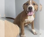 Small American Pit Bull Terrier Mix
