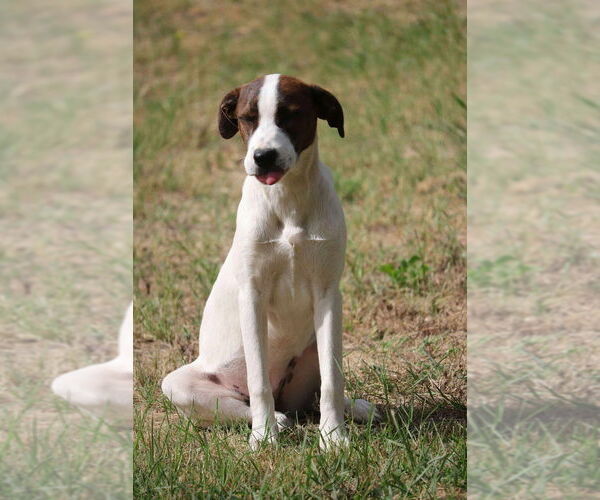 Medium Photo #1 Mutt Puppy For Sale in FRAMINGHAM, MA, USA
