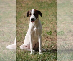 Mutt Dogs for adoption in FRAMINGHAM, MA, USA